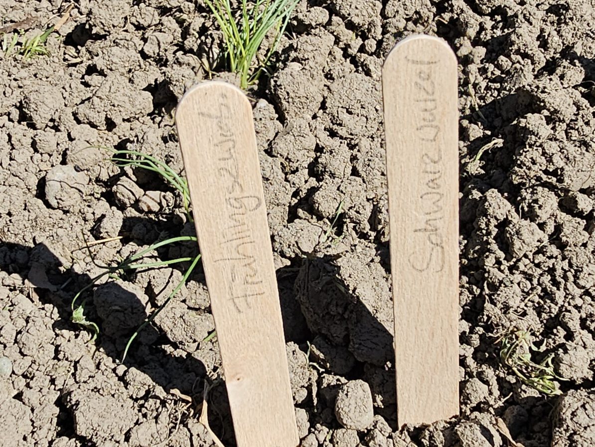 Du betrachtest gerade „Jetzt wird geackert!“ – Unsere Schule startet ins Gartenabenteuer