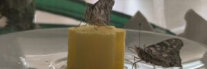 Vom Krabbeln zum Fliegen – Praxisklasse zieht Schmetterlinge groß