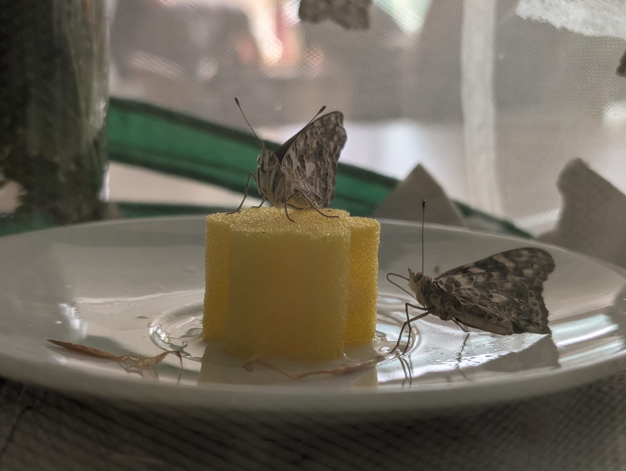 Du betrachtest gerade Vom Krabbeln zum Fliegen – Praxisklasse zieht Schmetterlinge groß