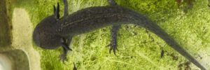 Vortrag zu Amphibien und Reptilien