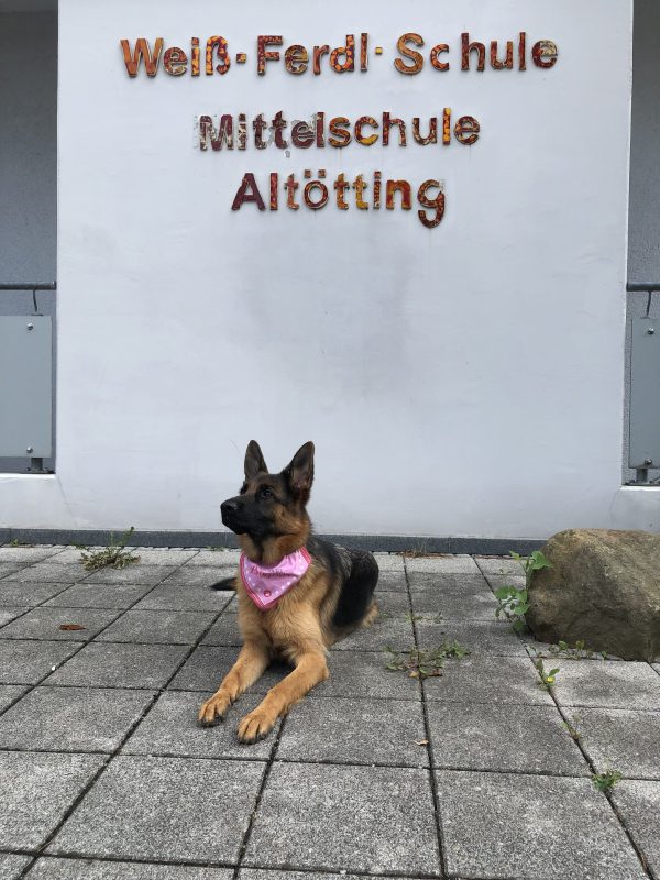 Schulhund Schulhund